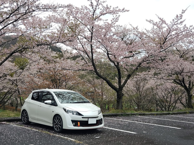 ヴィッツの遅い桜に関するカスタム事例の投稿画像1枚目