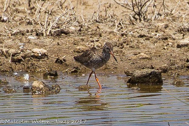 Redshank; Archibebe Común