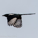 Magpie; Urraca