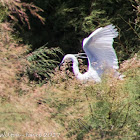 Little Egret; Garceta Común