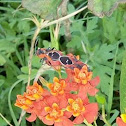 Harlequin Bug