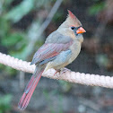 Northern Cardinal (female) photo-bomb by Black-capped Chickadee