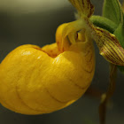 Fine-Haired Yellow Lady's Slipper