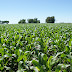 Farmer finds an unidentified object out of a sci-fi movie!