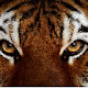 Tiger HD Wallpaper Animal Theme