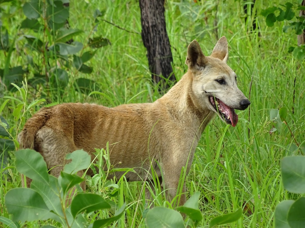 Dingo