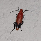 Blister Beetle