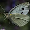 Small White