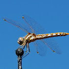 Western meadowhawk dragonfly