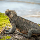 Marine Iguana