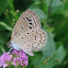 Lesser Grass Blue (Female)