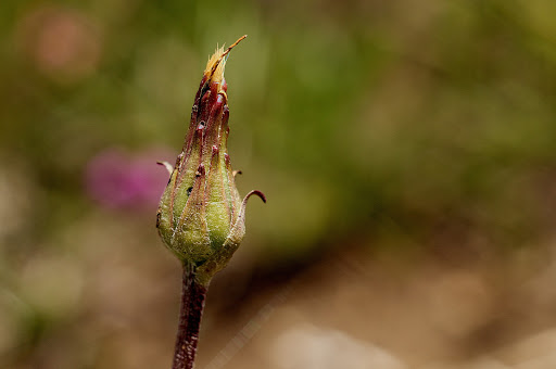 Scorzonera humilis