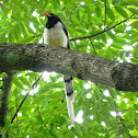 Red-billed Blue Magpie