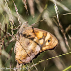 Speckled Wood