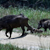 Pigs - Wild Pig