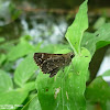 Toltec Roadside Skipper