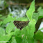 Toltec Roadside Skipper