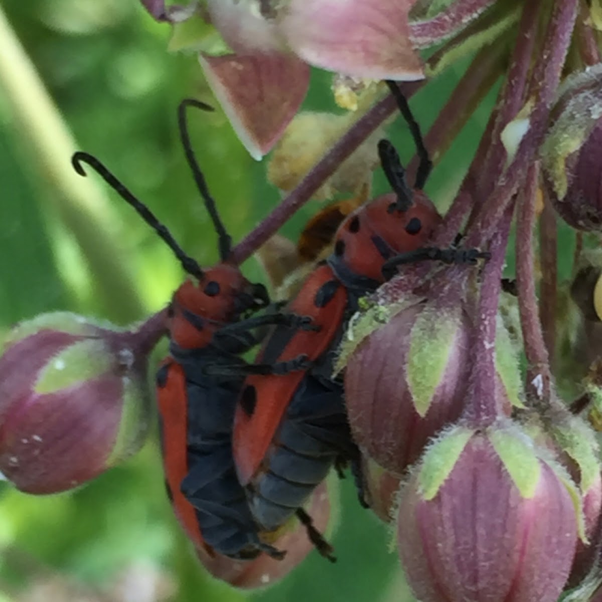 Red Milkweed Beetle