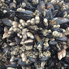 California Mussels