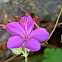 Rock Cranesbill