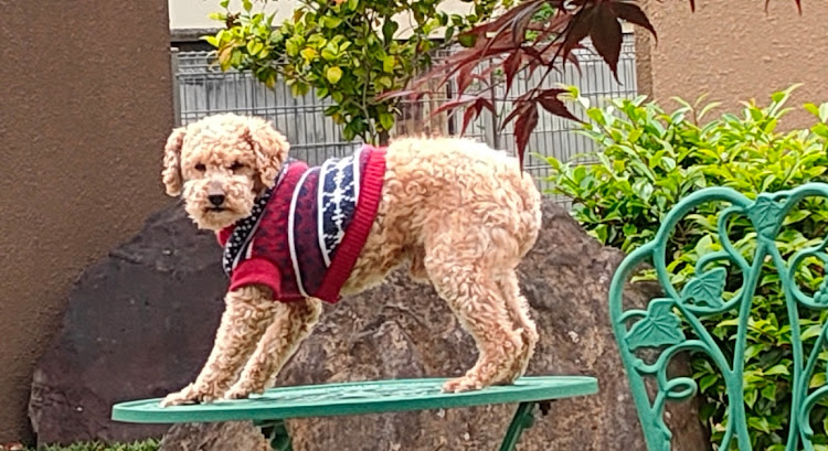 NXの愛犬と愛車・ステイホーム・力んでるに関するカスタム事例の投稿画像3枚目