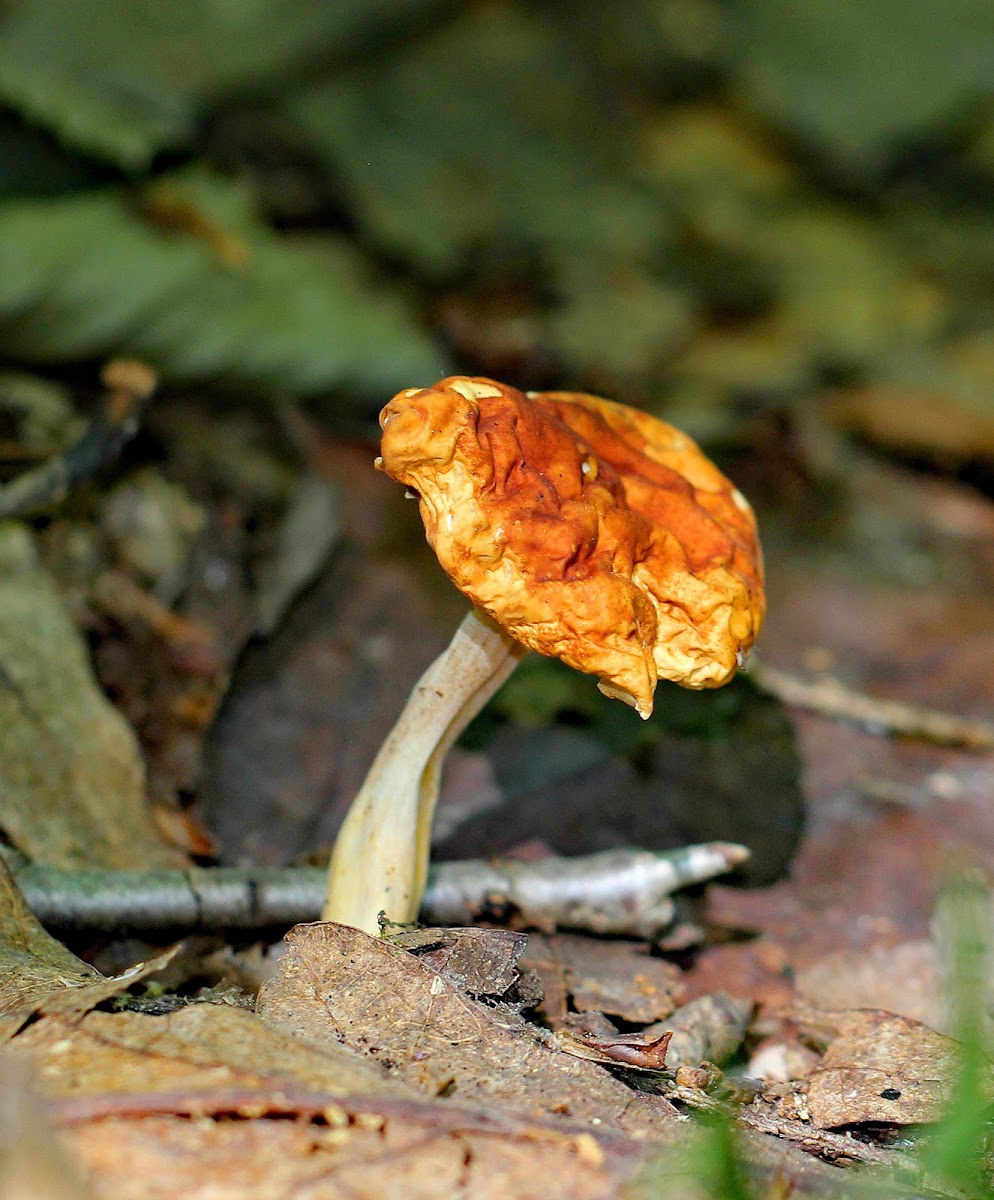 Orange-Yellow Marasmius