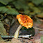 Orange-Yellow Marasmius