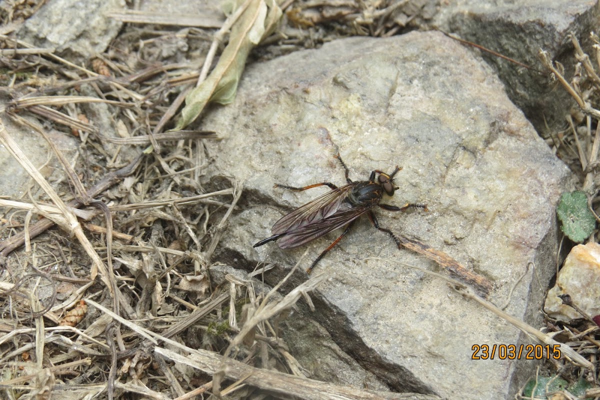 Robber Fly