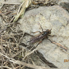 Robber Fly