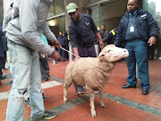 A sheep was dragged around Cape Town in protest against the city's 'harassment' of homeless people.