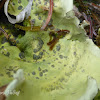 Arctic Kidney Lichen