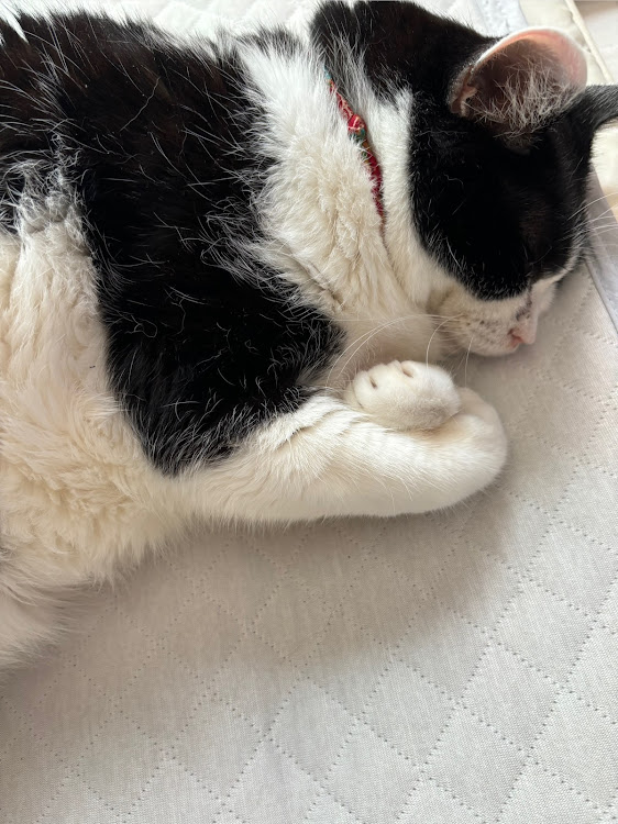 XLRの最強のキャデラック✨✨・保護猫のハーちゃん・いつもイイネ&コメントありがとうございます🙇‍♂️・10月も宜しくお願いします・ドライブに関するカスタム事例の投稿画像5枚目