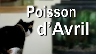 Poisson d'avril - Parole de chat