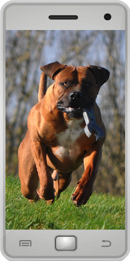 购买boerboel