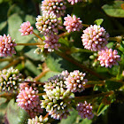 Pink knotweed