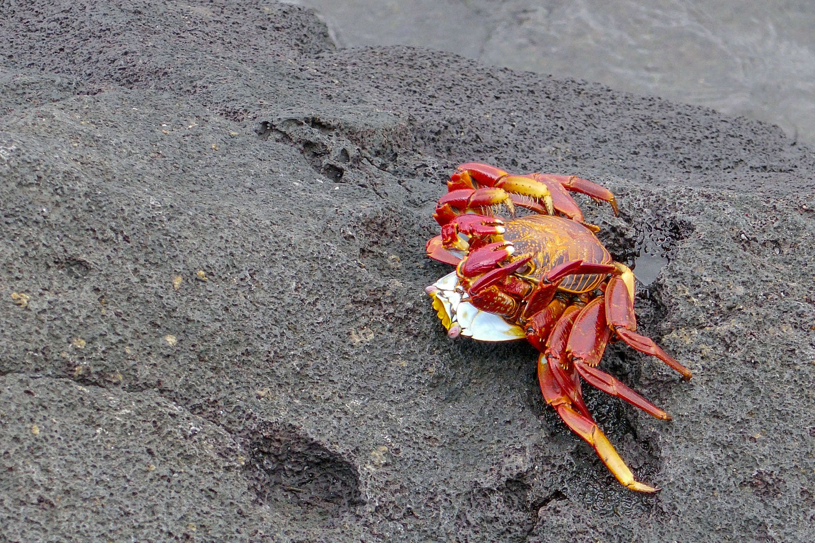 Isla de San Cristobal, Galapagos, 2017/18 di Cristhian Raimondi