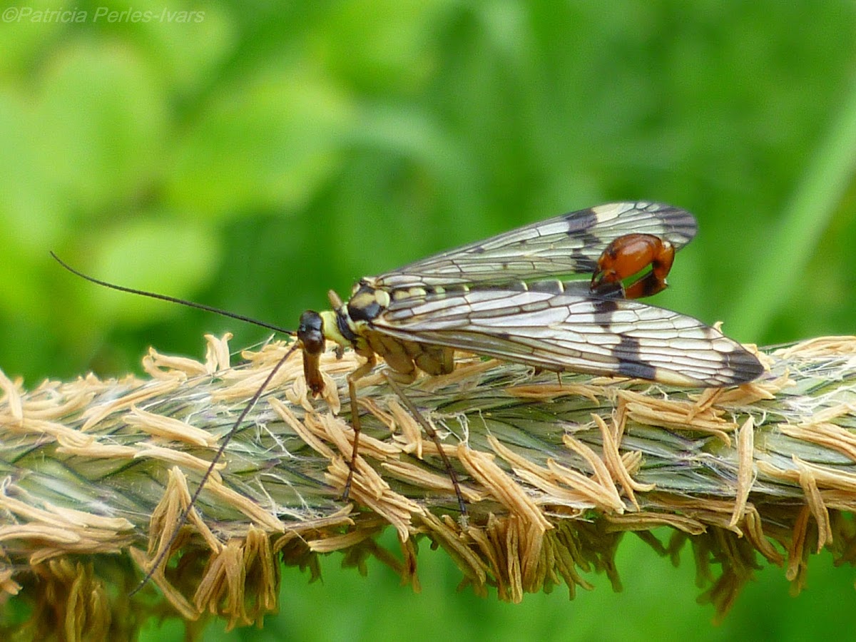 common scorpionfly