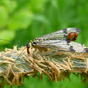 common scorpionfly