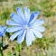 Blue dandelion