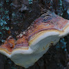 Red Banded Polypore; Yesquero rebordeado