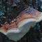 Red Banded Polypore; Yesquero rebordeado