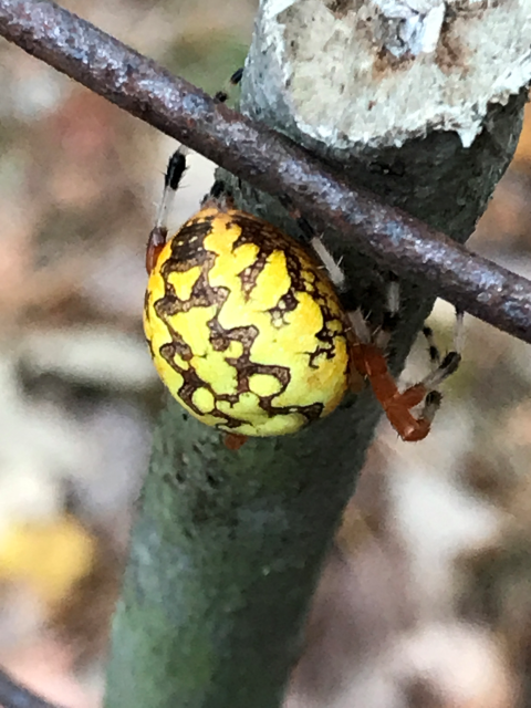 Marbled orb-weaver