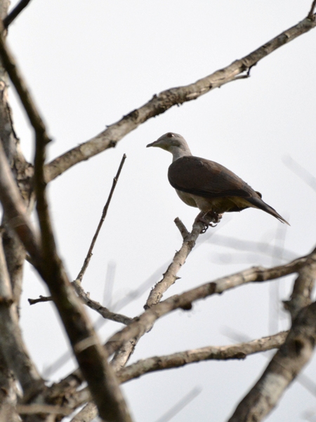 Green Imperial Pigeon