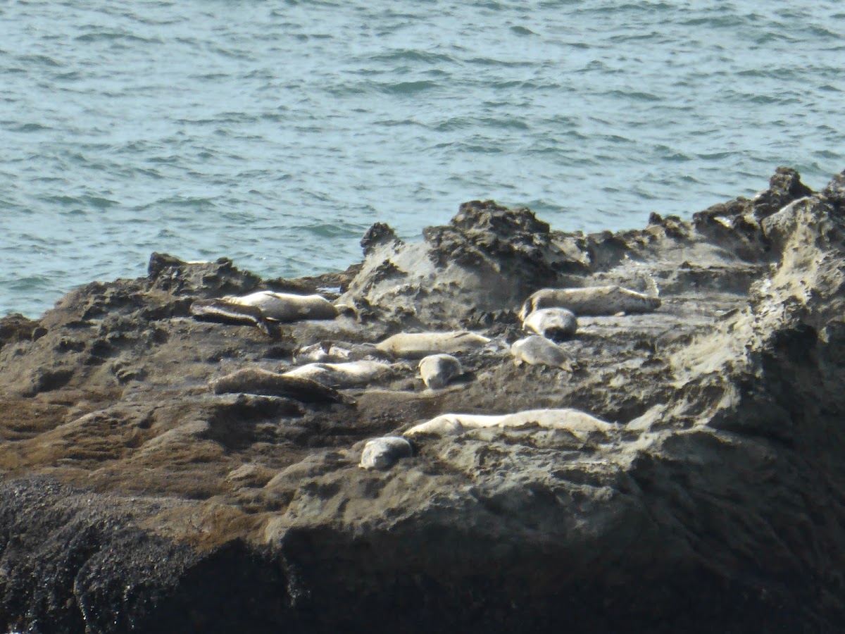 California Harbor Seal