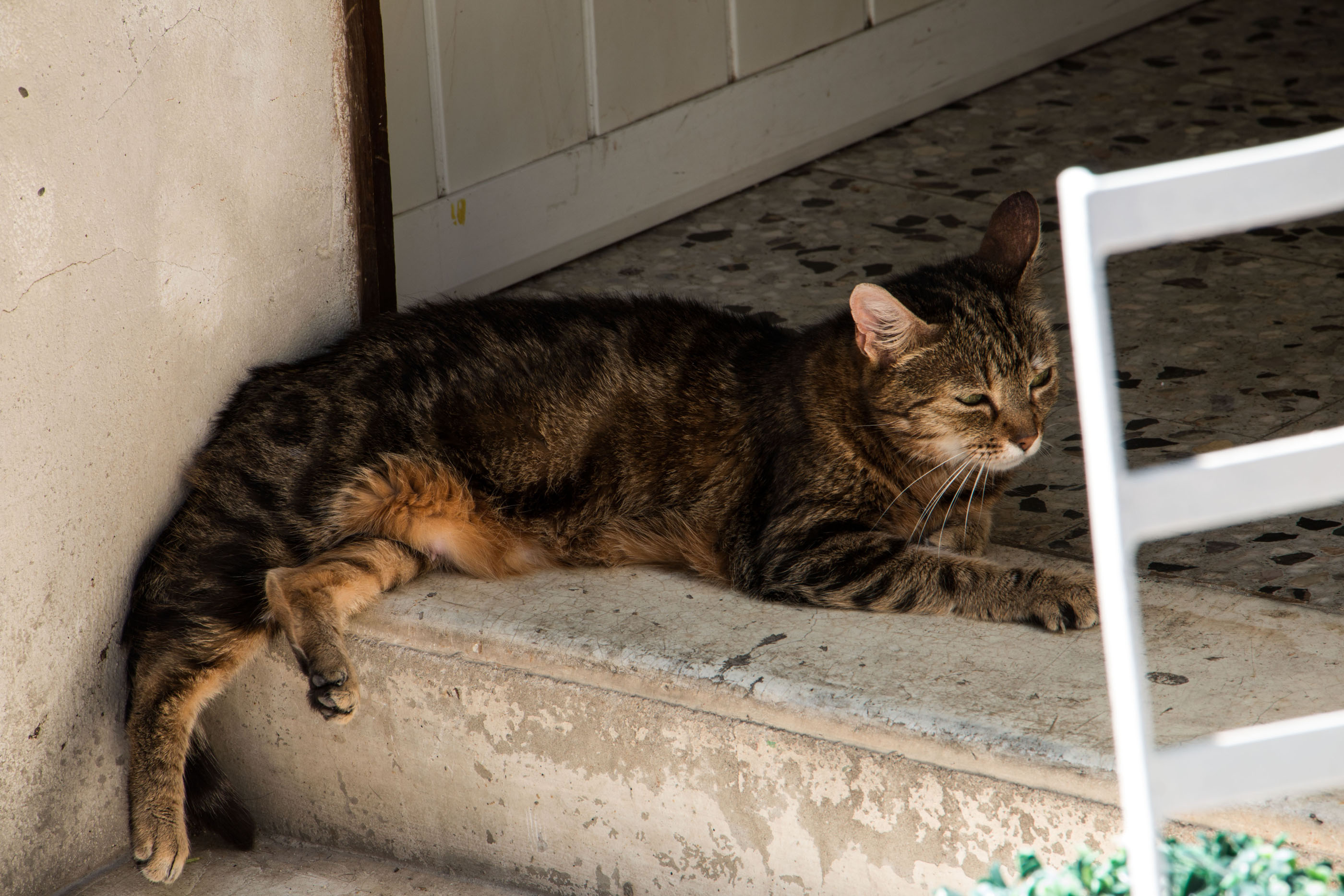 Siesta di atlantex