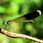 Damselfly (female)