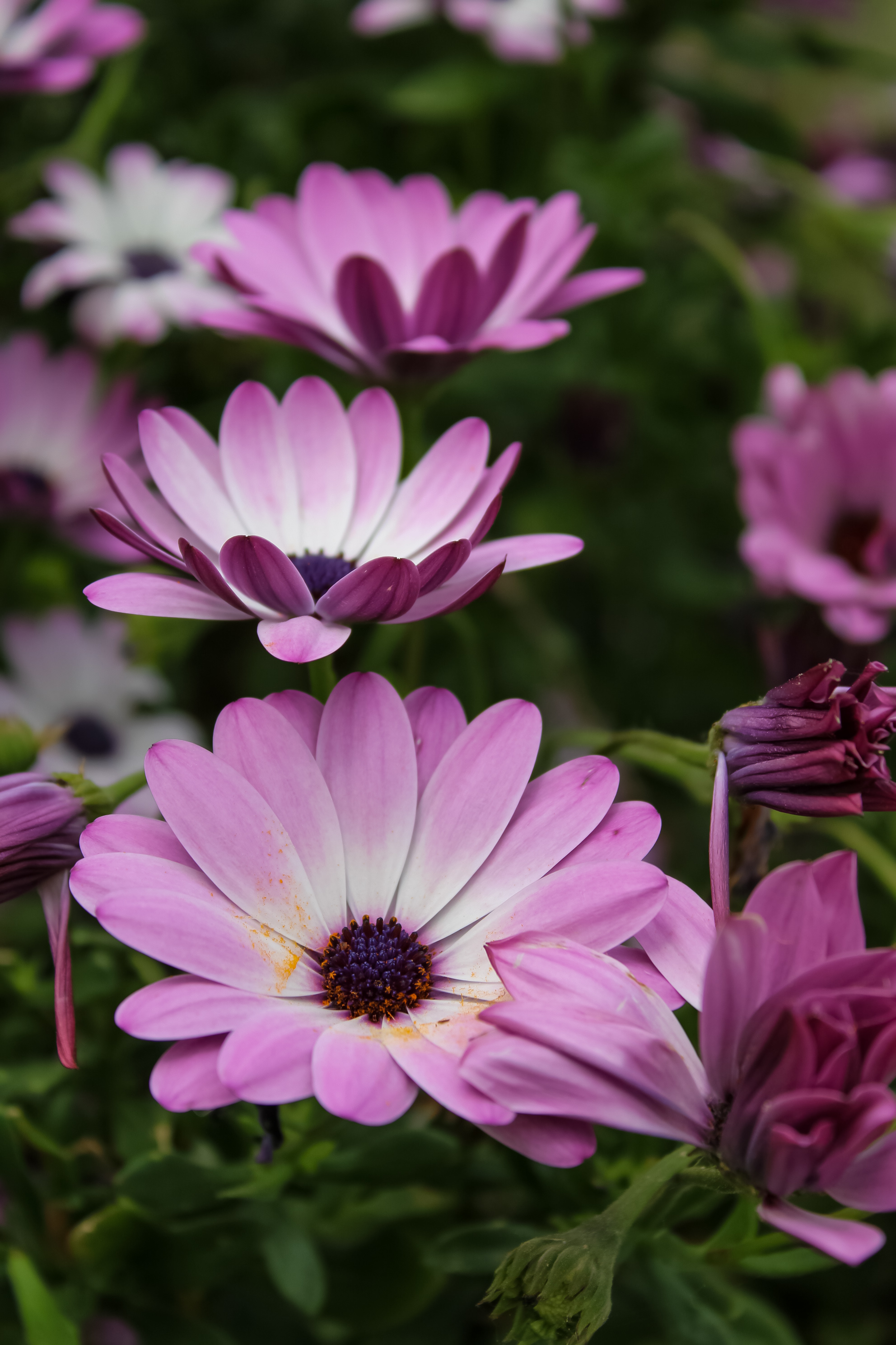 Esplosione di rosa  di Alicebagnoli