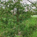 Eastern Red Cedar