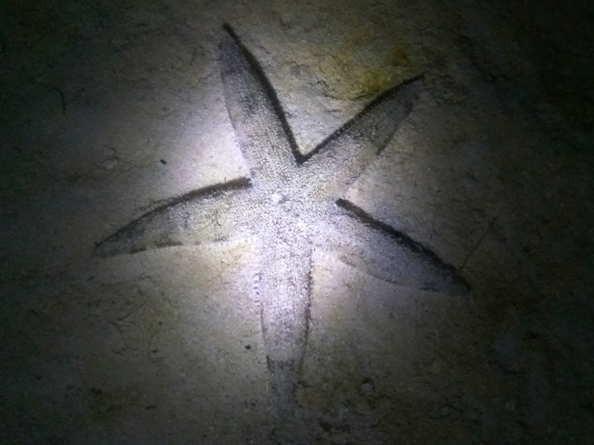 Sand Star