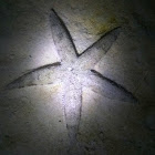 Sand Star